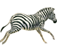 Zebra - Fell 9
