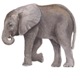 Elefant - Fell 52
