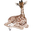 Giraffe - Fell 34